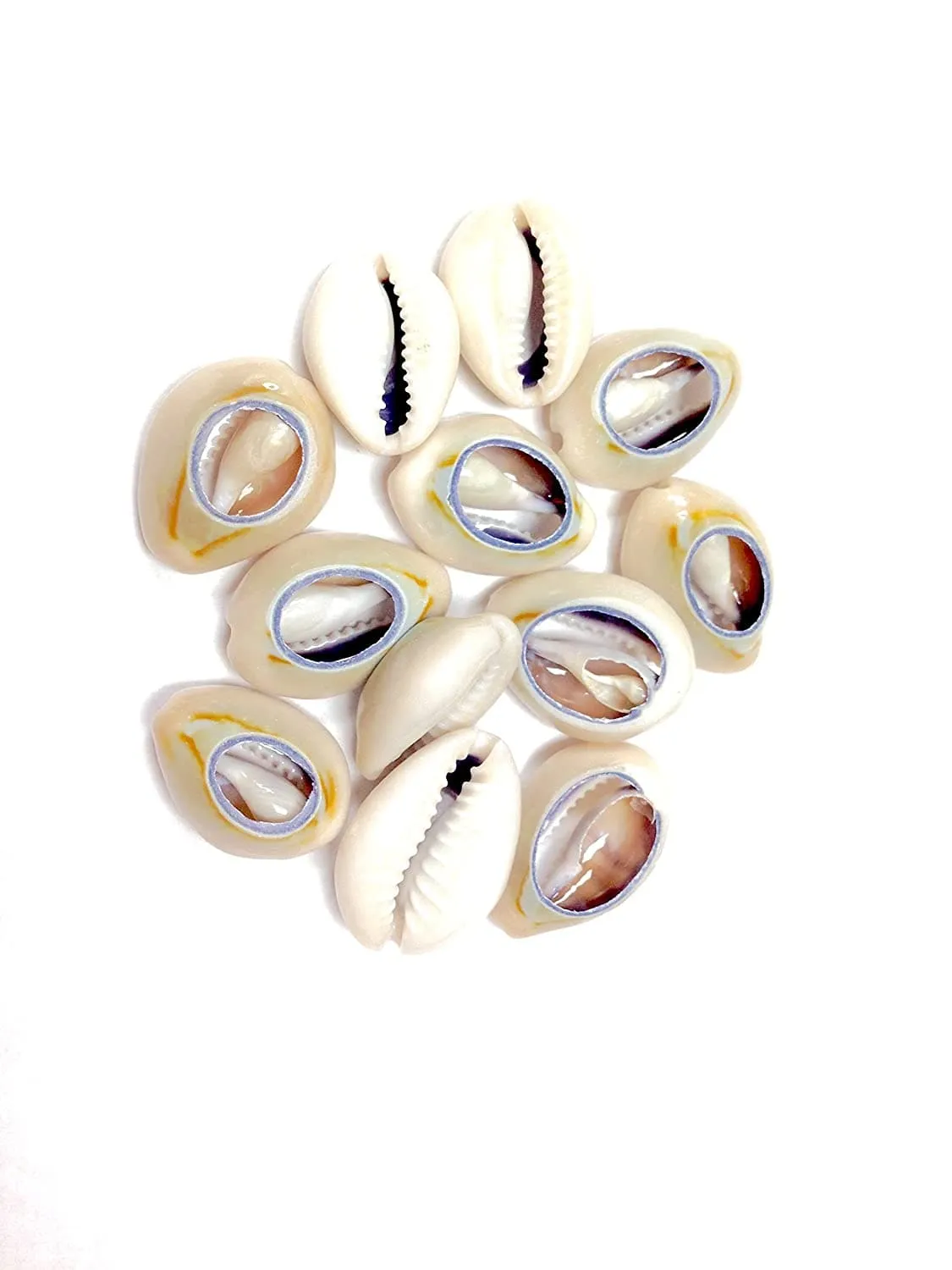 144 Shell Beads - Large #12532