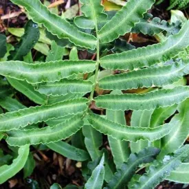 Dryopteris sieboldii