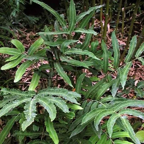 Dryopteris sieboldii