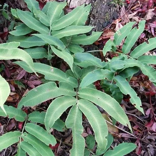 Dryopteris sieboldii