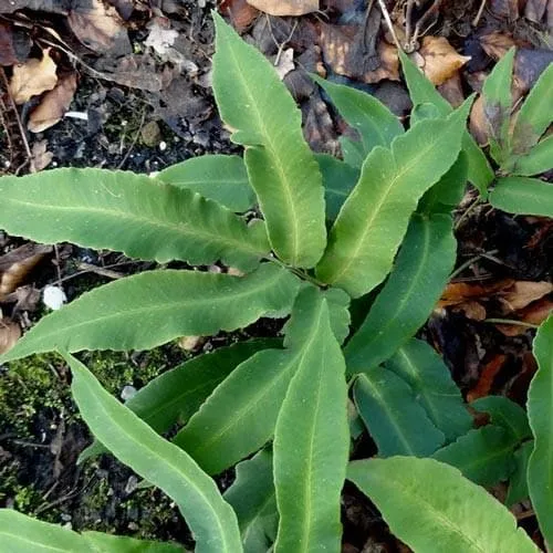 Dryopteris sieboldii