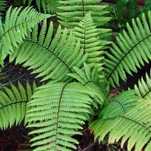 Dryopteris wallichiana