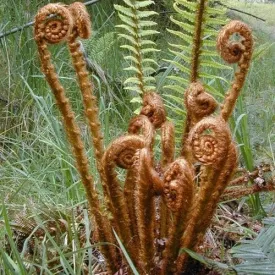 Dryopteris wallichiana