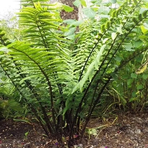 Dryopteris wallichiana