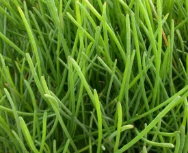 Eleocharis tuberosa 'Water Chestnut' (Bare Root)